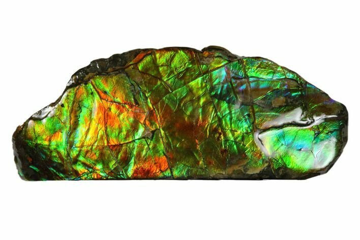 Iridescent Ammolite (Fossil Ammonite Shell) - Alberta, Canada #175174